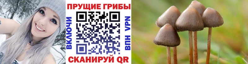 Псилоцибиновые грибы MAGIC MUSHROOMS  как найти закладки  Энгельс 